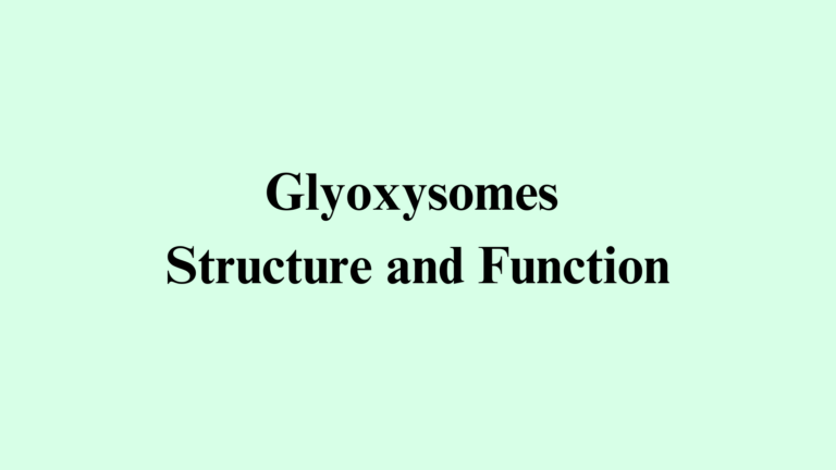 Glyoxysomes Structure and Function