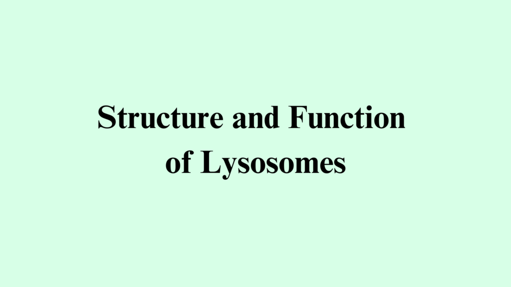structure and function of lysosomes