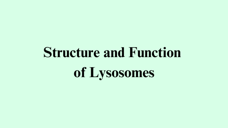 structure and function of lysosomes