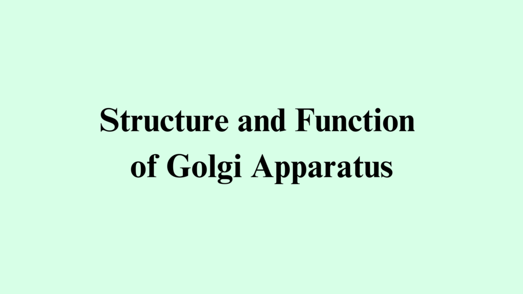 describe the structure and function of golgi apparatus