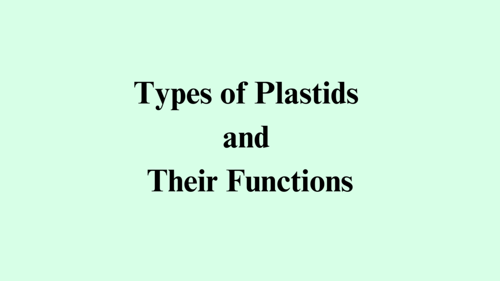 Types of Plastids and Their Functions