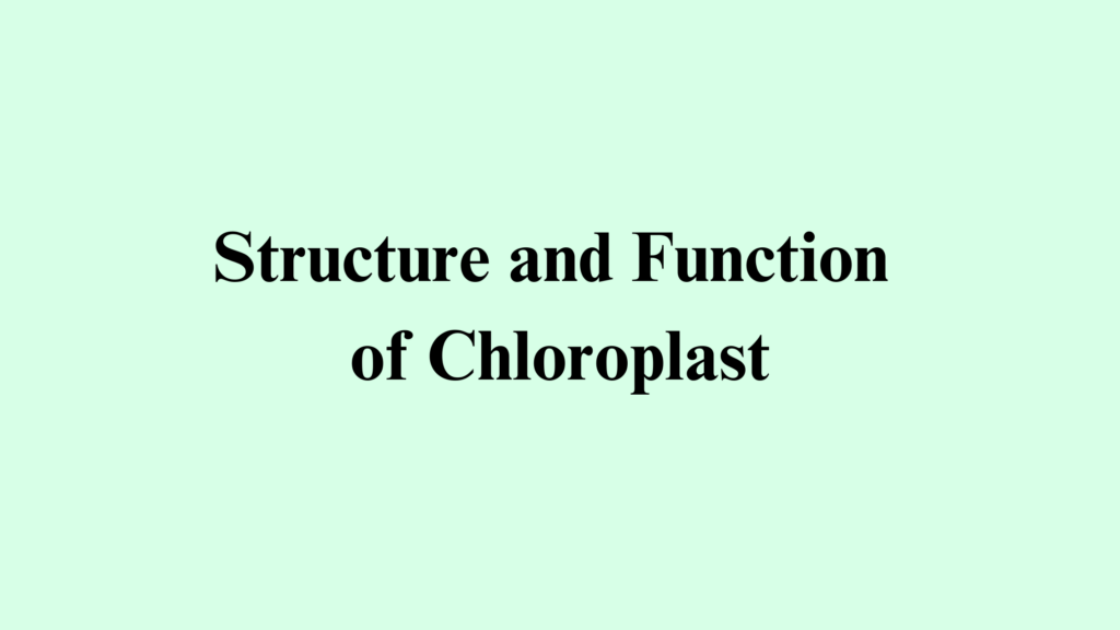 Structure and Function of Chloroplast