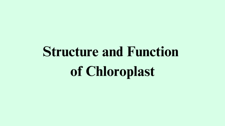 Structure and Function of Chloroplast