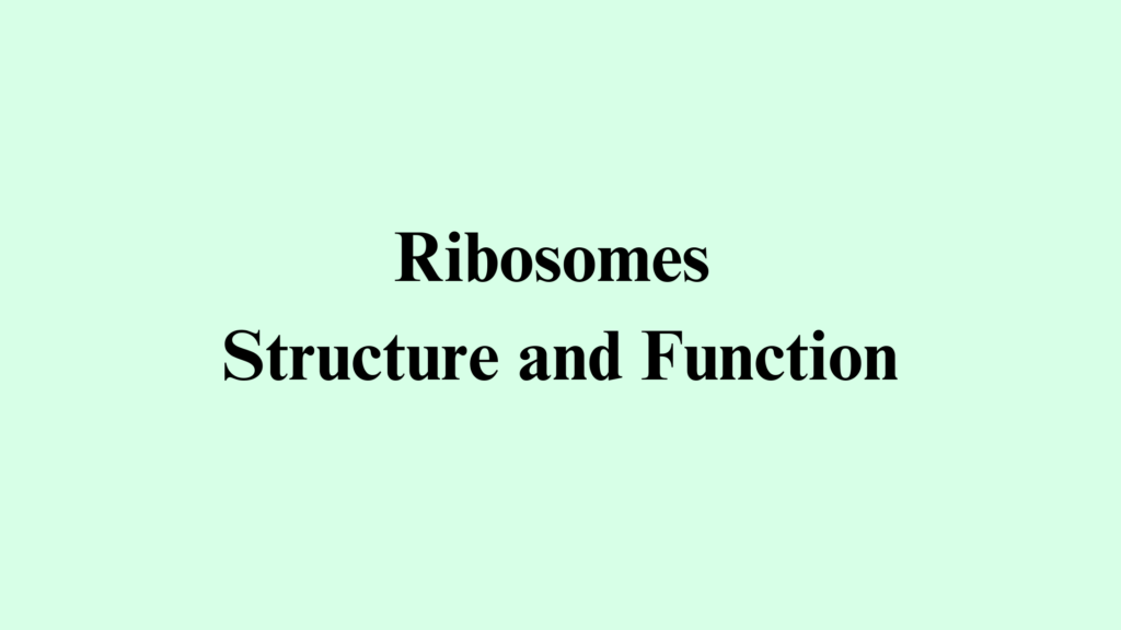 ribosomes structure and function
