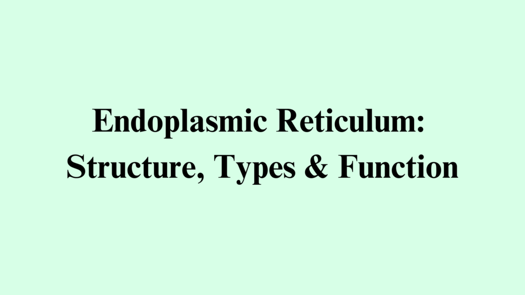 Endoplasmic Reticulum in Plant Cell