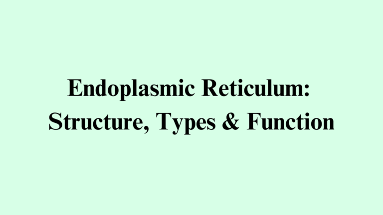 Endoplasmic Reticulum in Plant Cell