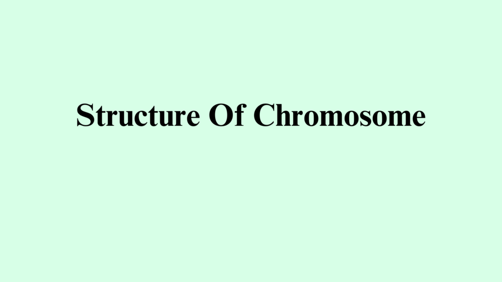 Describe the Structure of Chromosome