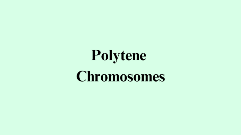 Polytene Chromosome notes