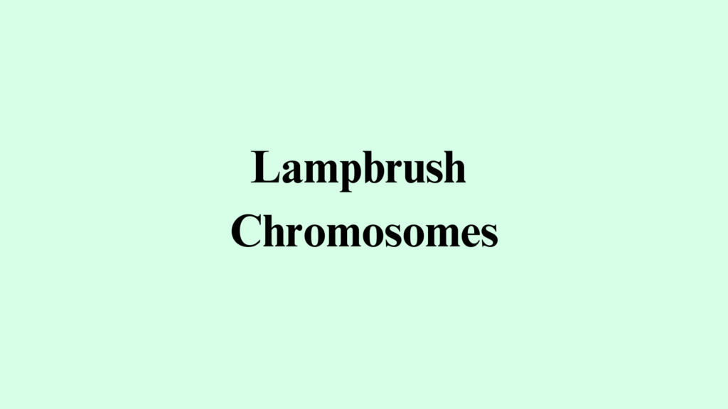 Lampbrush Chromosomes: Structure, and Function