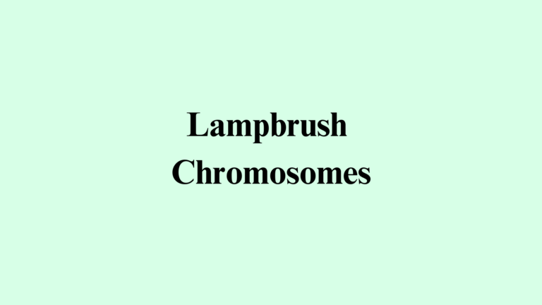 Lampbrush Chromosomes: Structure, and Function