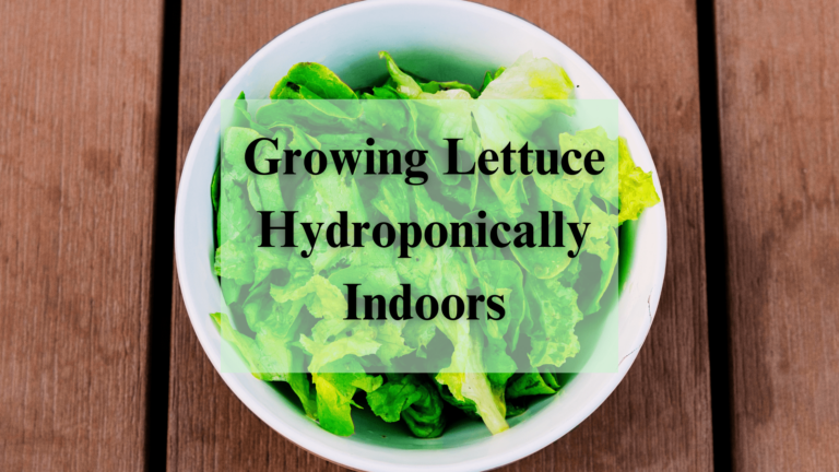 Growing Lettuce Hydroponically Indoors