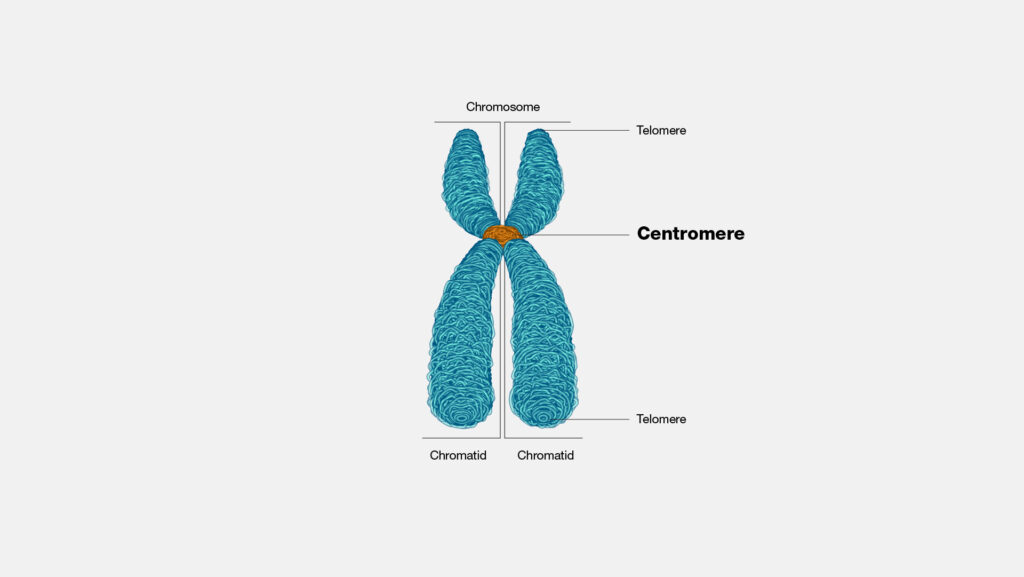 describe the structure of chromosome