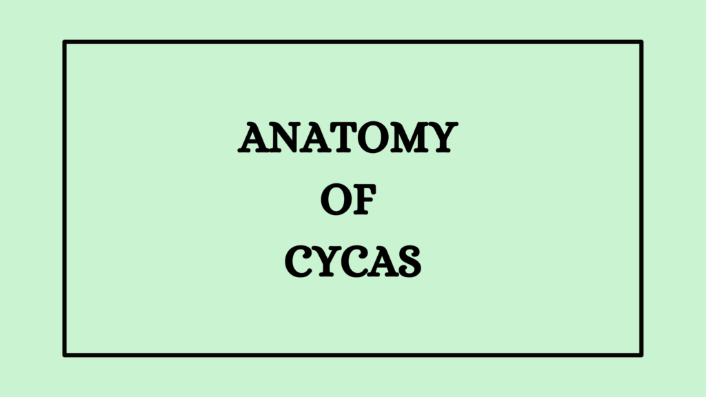 Anatomy of Cycas