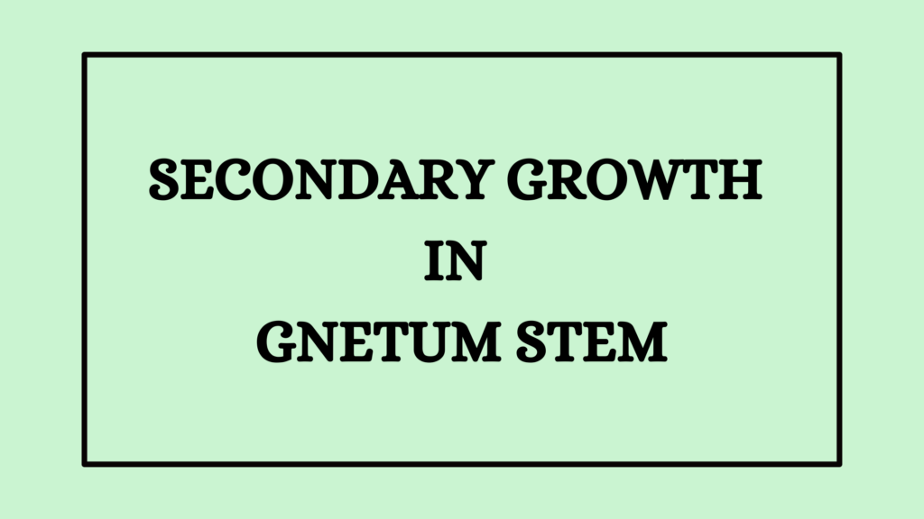 Secondary Growth in Gnetum Stem