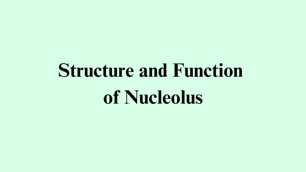Structure and Function of Nucleolus