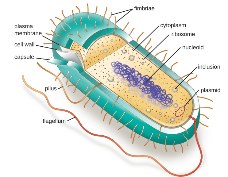 characteristics of prokaryotic cells