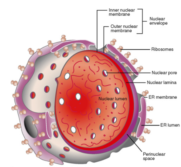 structure of nuclear envelope