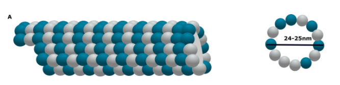 microtubules