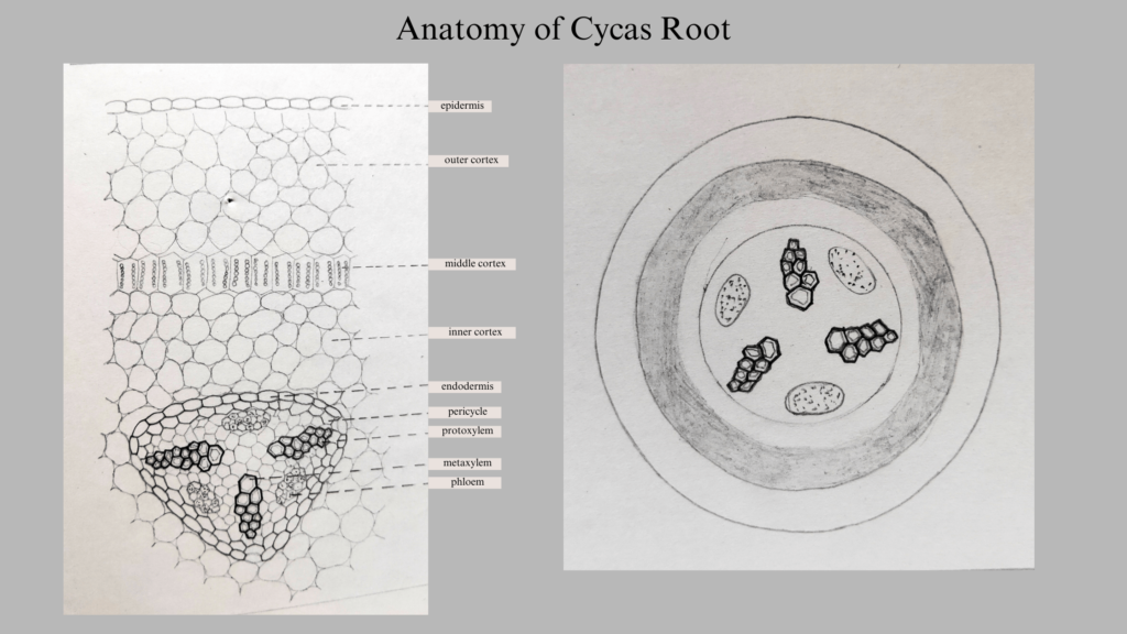 Anatomy of Cycas root