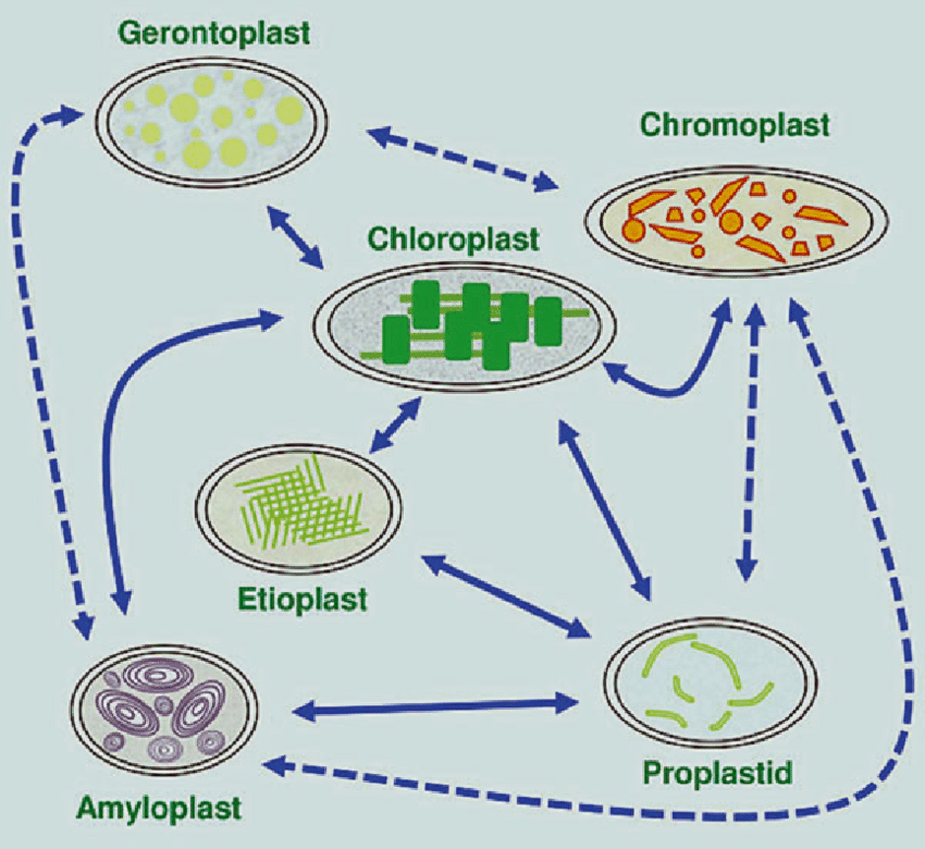 types of plastids