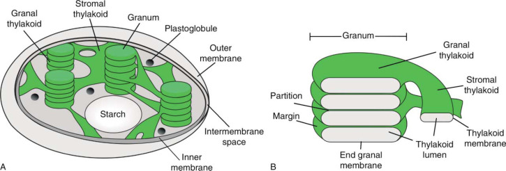 Structure of Chloroplast