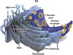 Endoplasmic Reticulum in Plant Cell