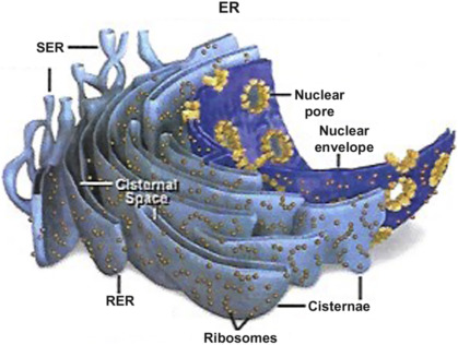 endoplasmic reticulum in plant cell