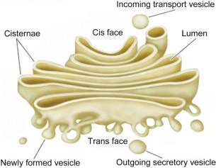 structure of golgi apparatus
