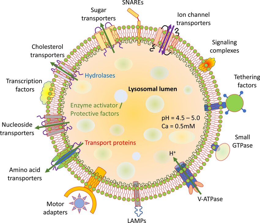 structure of lysosomes