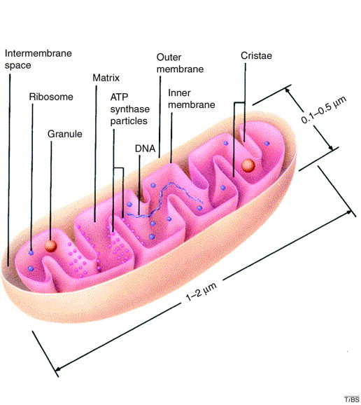 structure of mitochondria
