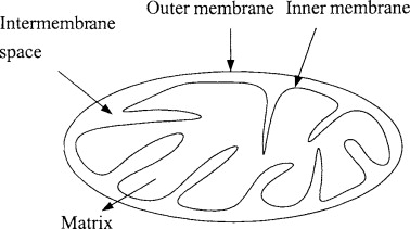 structure of mitochondria