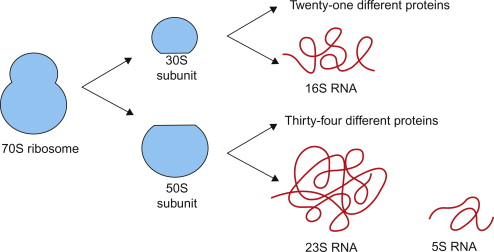 ribosomes structure and function