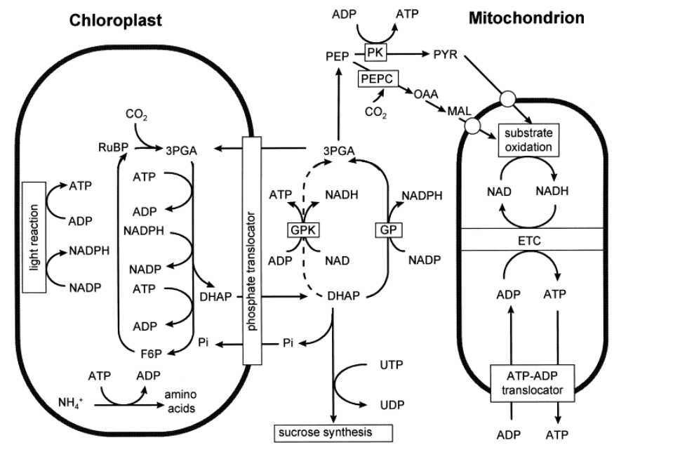 Similarities Between Chloroplasts And Mitochondria