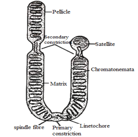 describe the structure of chromosomes