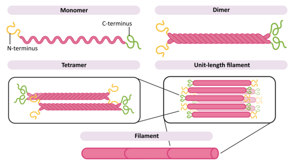 intermediate filaments