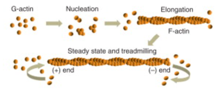 microfilaments