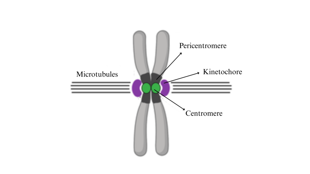 centromere and kinetochore