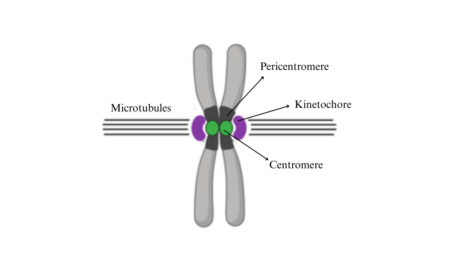 Describe the Structure of Chromosome