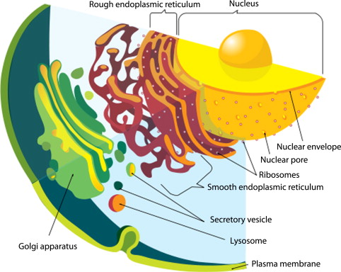 endomembrane system and ER