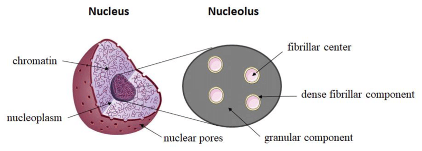 structure and function of nucleolus