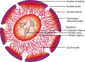 Structure and Function of the Nucleus