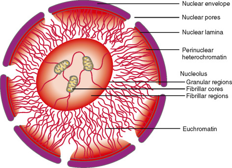 Structure and Function of the Nucleus