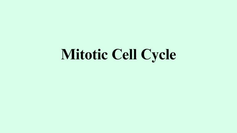 mitotic cell cycle