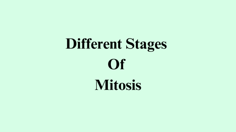 Different Stages of Mitosis 