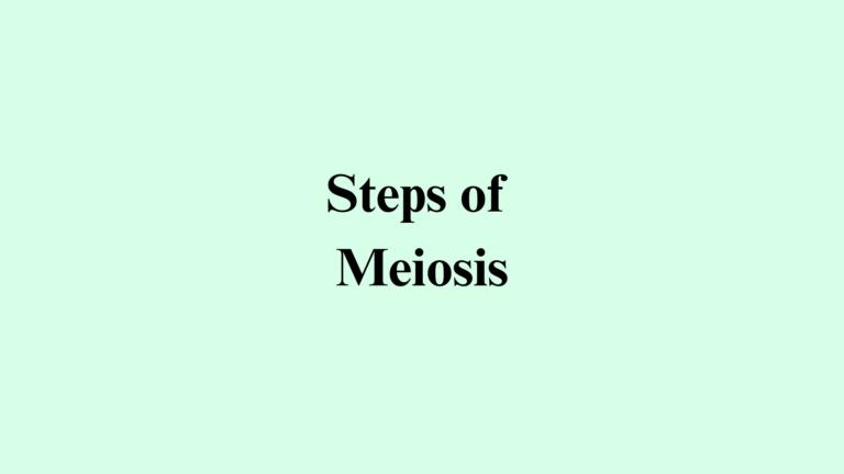 Stages of Meiosis