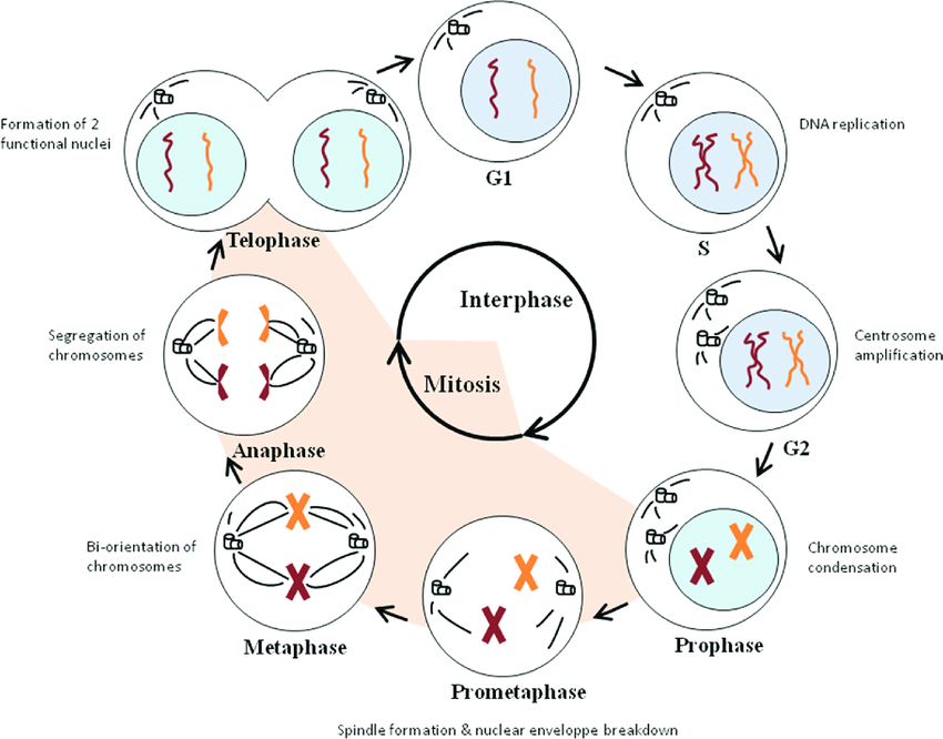 mitotic cell cycle