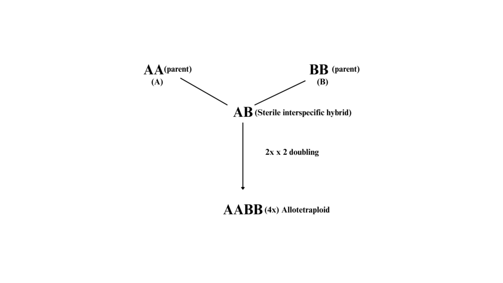 allotetraploid