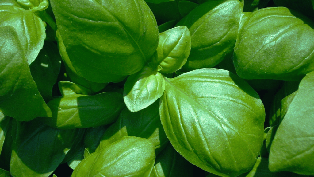How to Grow Basil from Seeds Indoors 