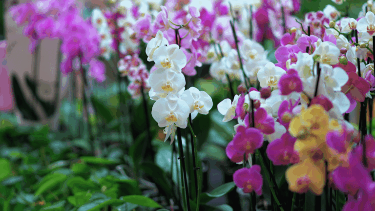 Indoor Orchid Care For Beginners