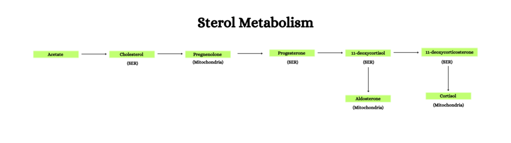 sterol metabolism in endoplasmic reticulum